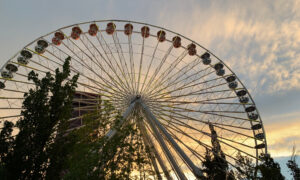 Low-angle view of a large Ferris wheel with red and blue cabins, partially obscured by trees at sunset.